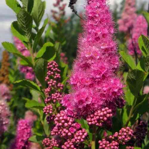 Саджанці спіреї Білларда Тріумфанс (черенкований) - 1-річний Чернівці