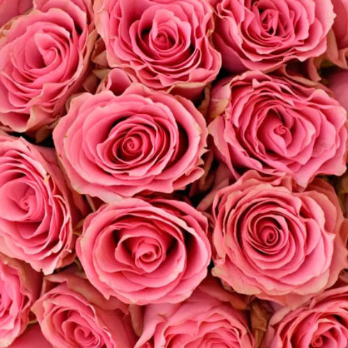 Саженцы роз Лавли Родос (привитый) - 2-летний Черновцы - изображение 1