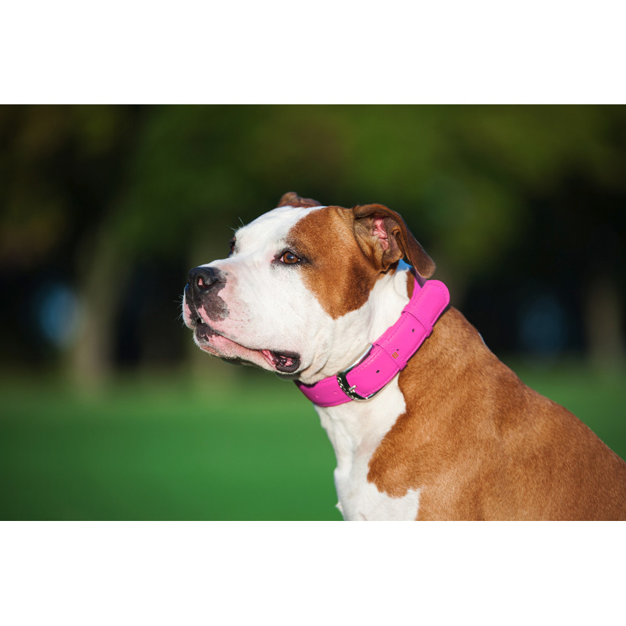 Нашийник для собак шкіряний WAUDOG Glamour з QR паспортом, без прикрас, L, Ш 25 мм, Дов 38-49 с Коломия - фото 3