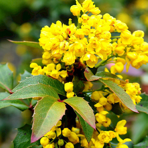 Саженцы магонии Зимняя (черенкованный) - 1-летний Черновцы - изображение 1