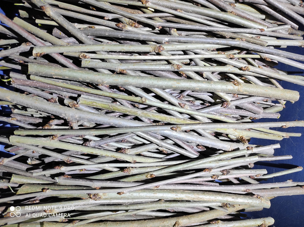 Веточки шелковици, 100г master sem Киев - изображение 1