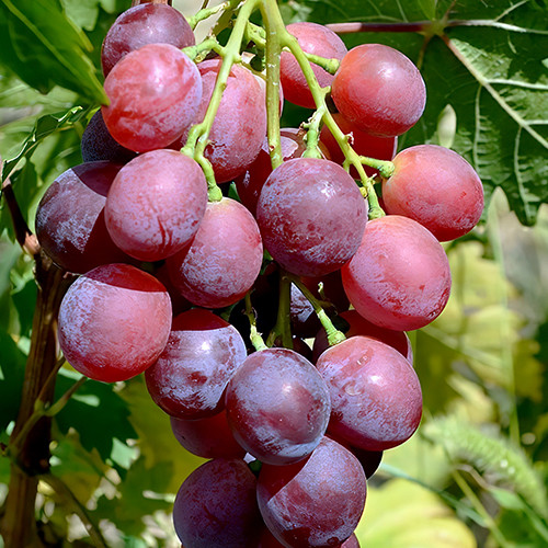 Саженцы винограда Валерия Воевода (черенкованный) - 2-летний Черновцы - изображение 1