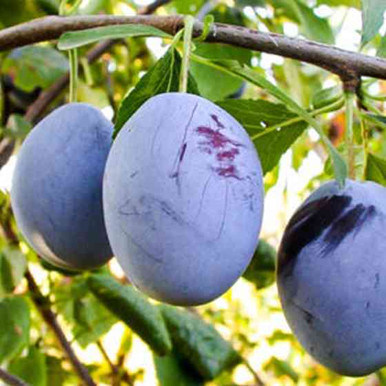 Саджанці сливи Герман (привитий) - 1-річний Чернівці