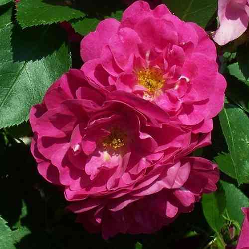 Саджанці троянд Джон Кабот (привитий) - 2-річний Чернівці