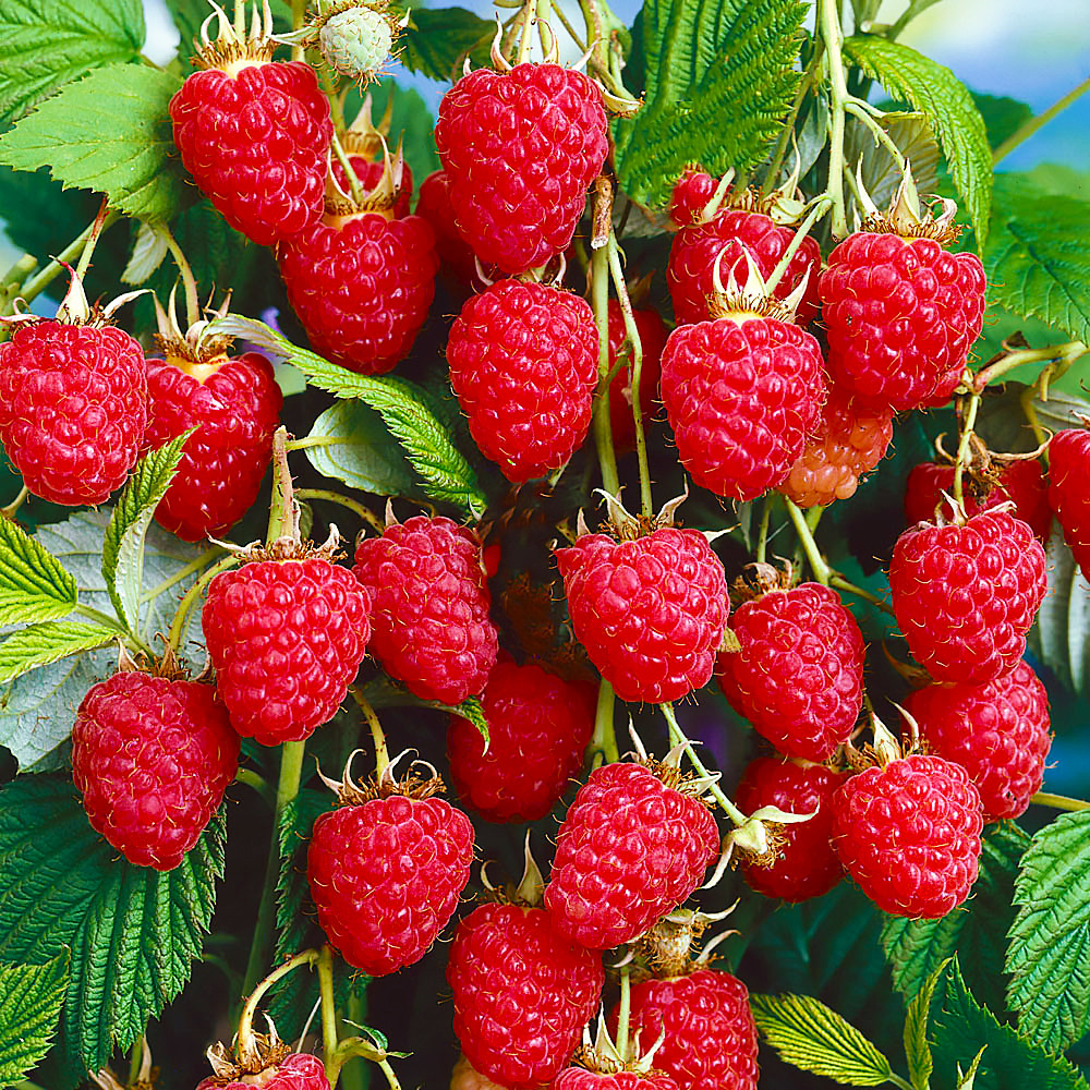 Саженцы малинового дерева Красота - 1-летний Черновцы - изображение 2