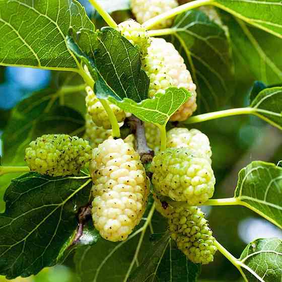 Саджанці шовковиці Стамбульська Біла - 2-річний Чернівці