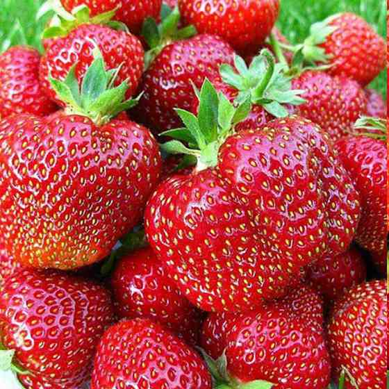 Саджанці полуниці Королева Єлізавета (10 штук) (ремонтантна) - 1-річний Чернівці