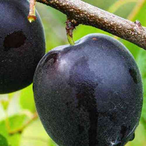 Саженцы абрикоса Монарези (привитый) - 2-летний Черновцы