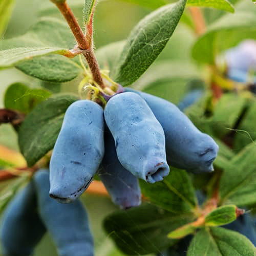 Саженцы жимолости Блю Треже (черенкованный) - 2-летний Черновцы - изображение 1