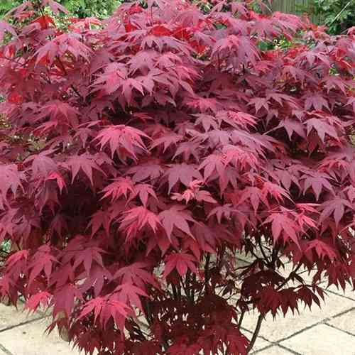 Саженцы клена Атропурпуреум (привитый) - 2-летний Черновцы