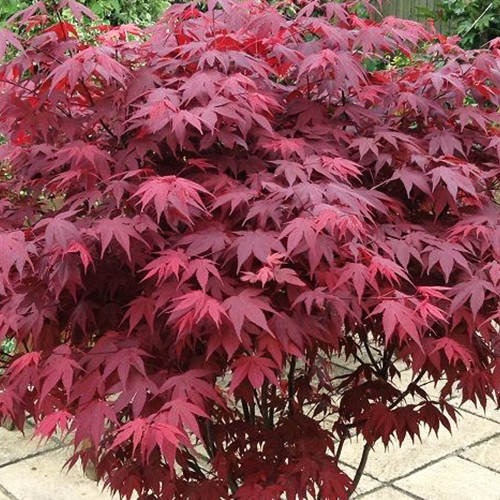 Саженцы клена Атропурпуреум (привитый) - 2-летний Черновцы - изображение 1