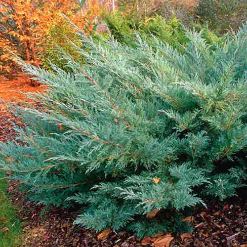 Саджанці ялівцю Хетц (черенкований) - 3-річний Чернівці