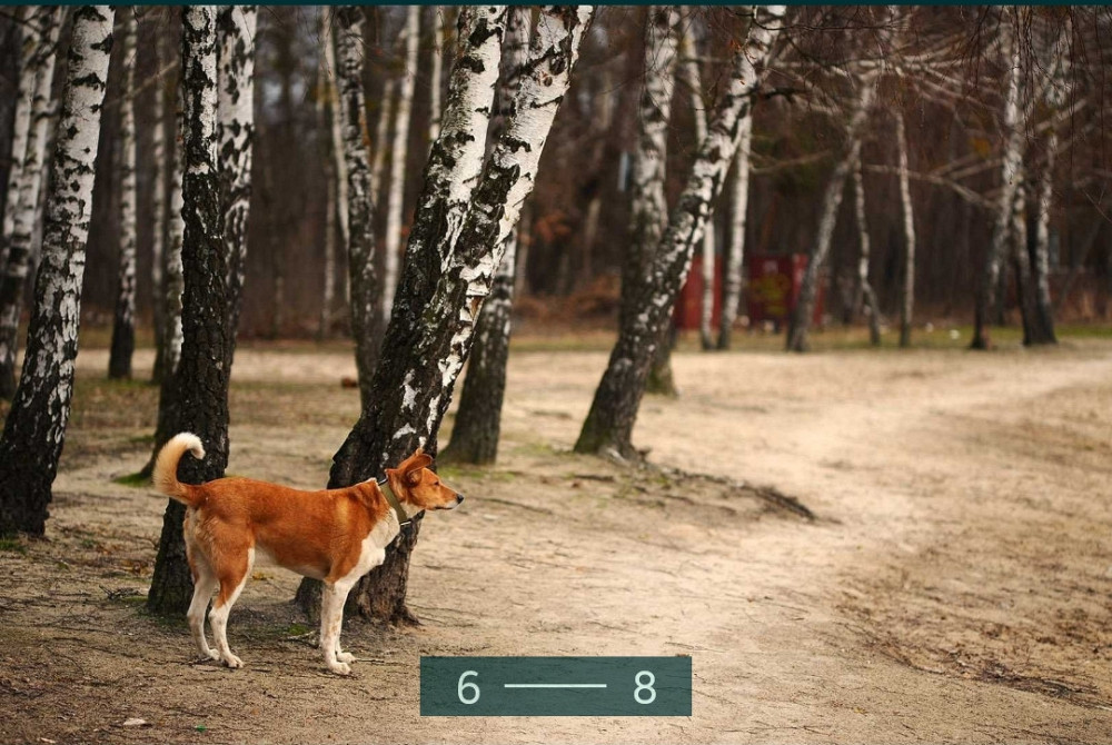 Объектив: NIKKOR 105/2.5 Ai . Прекрасный мануальный портрет от NIKON Киев - изображение 5