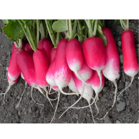 Редис 18 днів 3гр Смачний Житомир