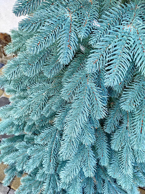 Елка искусственная новогодняя «Литая Элитная» голубая 1.5 / 1.8 / 2.1 / 2.3 / 2.5 м 2.5 Киев - изображение 10