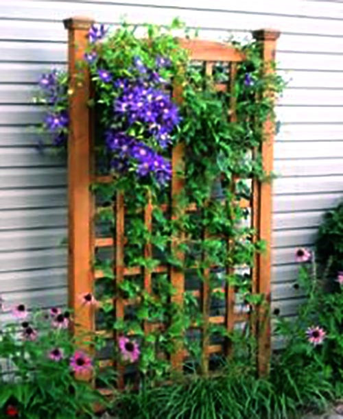 Шпалера садовая 