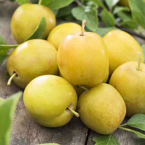 Саженцы диплоидной сливы Голден Плумза (привитый) - 1-летний Черновцы