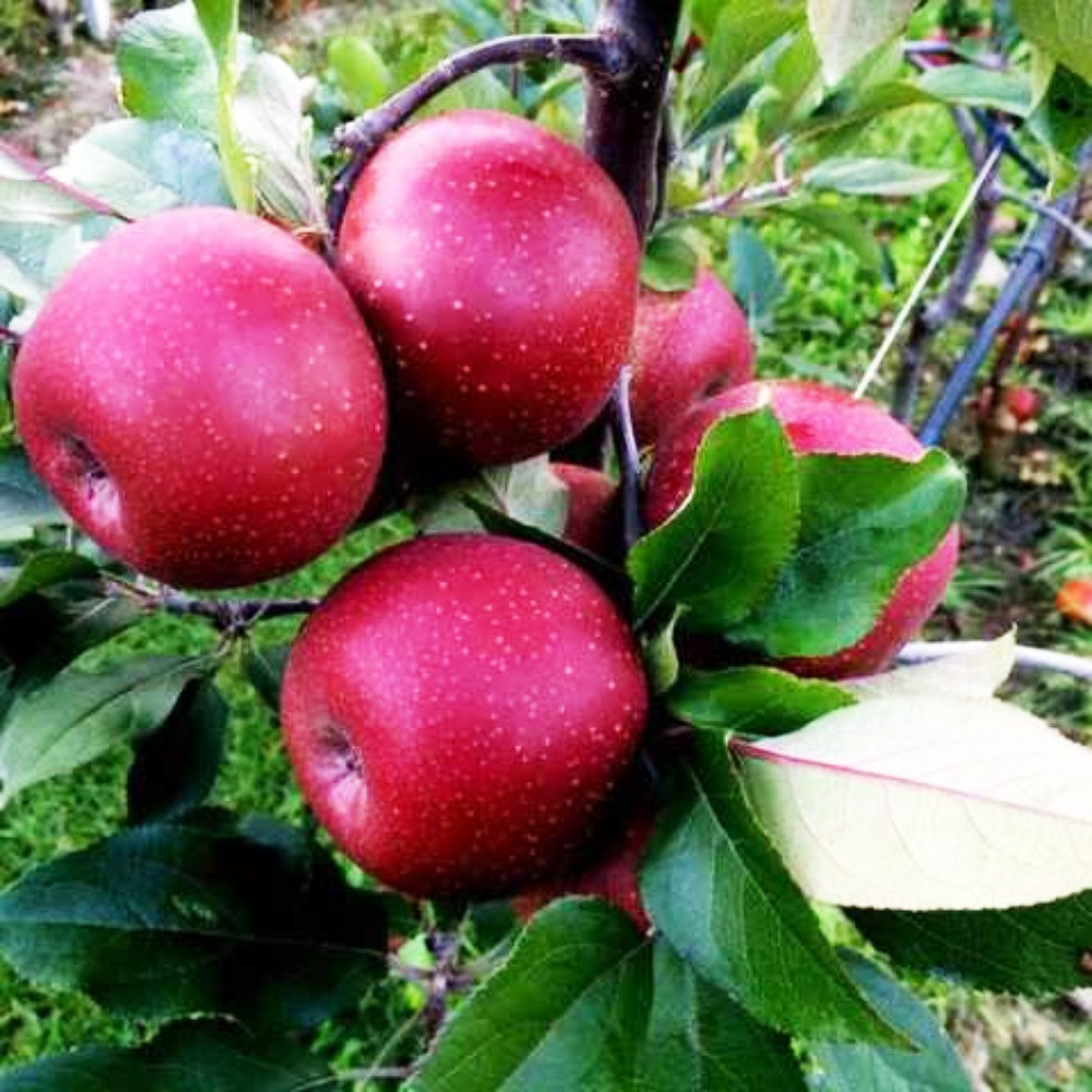 Саджанці яблуні Ред Мун (привитий) - 1-річний Чернівці - фото 1