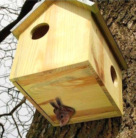 Будиночок для білок "Пінія" бланже Миколаїв - фото 4