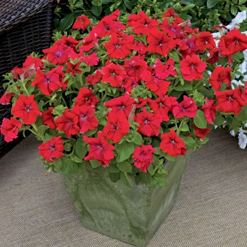 Петунія грандіфлора Тритунія F1 червона 20шт Професійне насіння Житомир - изображение 3