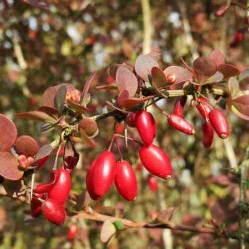 Саджанці барбариса Їстівний Червонолистий (черенкований) - 1-річний Чернівці