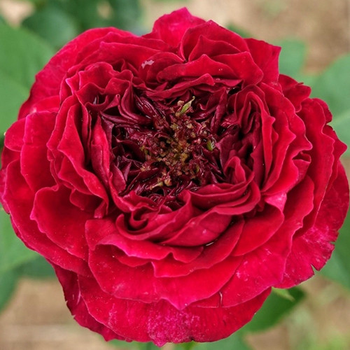 Саженцы роз Тесс (привитый) - 2-летний Черновцы - изображение 1