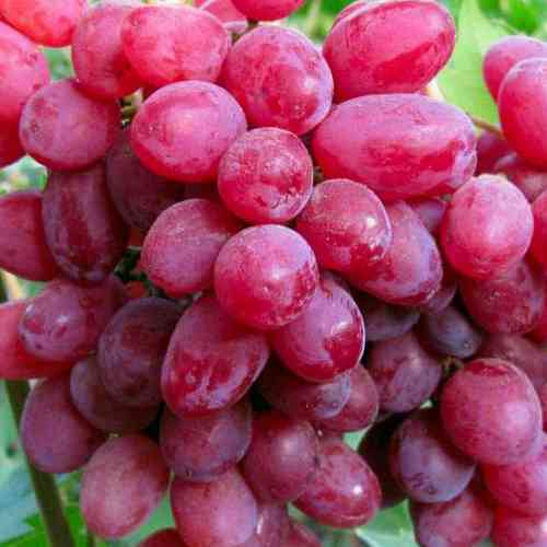 Саженцы винограда Таировский (черенкованный) - 2-летний Черновцы