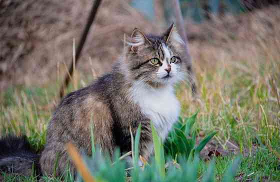 Об'єктив чудовий зум (ультра зум) об'єктив Canon EF-S 18-200 мм, 1:3.5-5.6 IS Київ