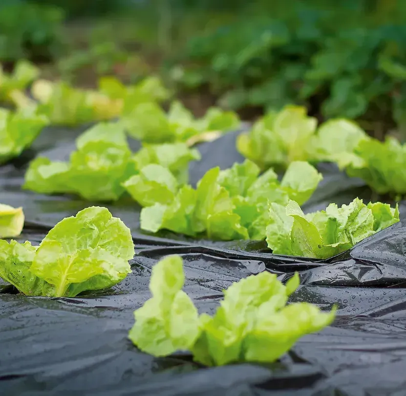 Пленка 30 мкм 1.20м*1000м чёрная перфорированная для  мульчирования 3 отверстия Днепр - изображение 13