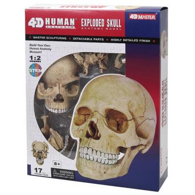 Пазл 4D Master Объемная анатомическая модель Череп человека (FM-626111) Винница - изображение 1