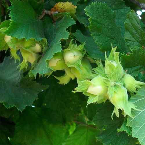 Саженцы фундука Корончатый (отводка) - 2-летний Черновцы