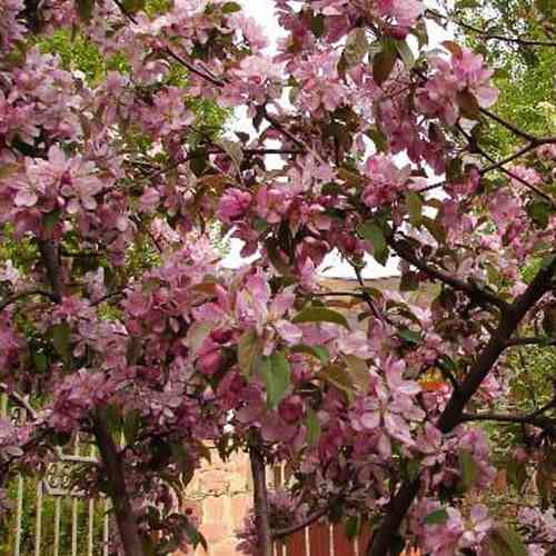 Саженцы яблони Ола (привитый) - 2-летний Черновцы