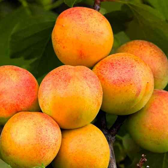 Саджанці абрикоса Монастирський (привитий) - 2-річний Чернівці