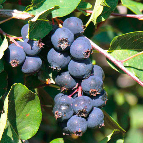 Саженцы ирги Ночь (привитый) - 2-летний Черновцы - изображение 1