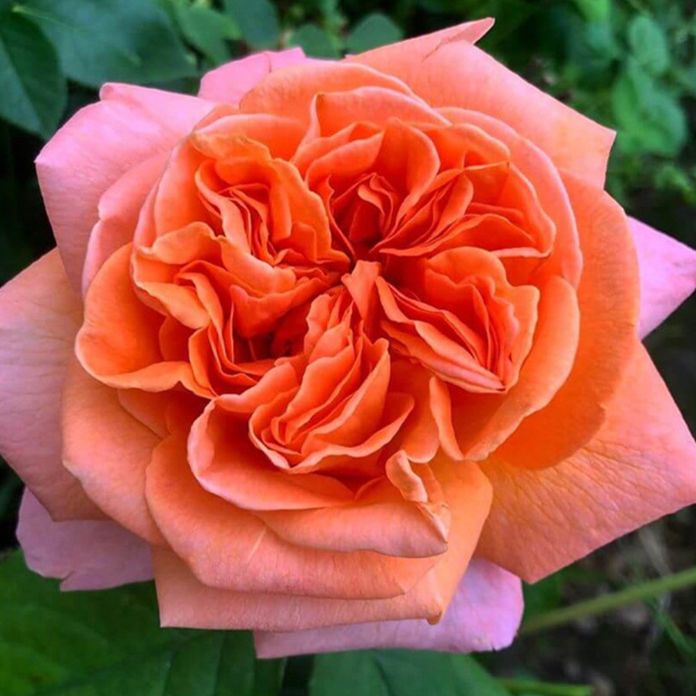 Саджанці чайно-гібридних троянд Рене Госінні (привитий) Чернівці - фото 2