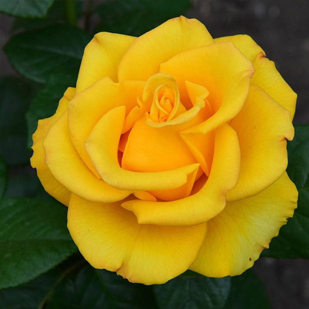 Саджанці троянд на штамбі Керіо (привитий) Чернівці - фото 4