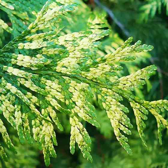 Саженцы складчатой туи Зебрина Черновцы