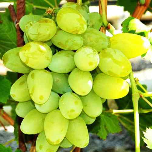 Саженцы винограда Хелена (черенкованный) - 1-летний Черновцы