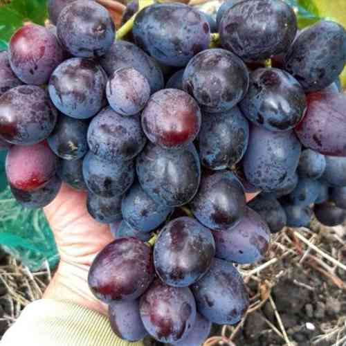 Cаджанці винограду Мустанг (черенкований) - 1-річний Чернівці