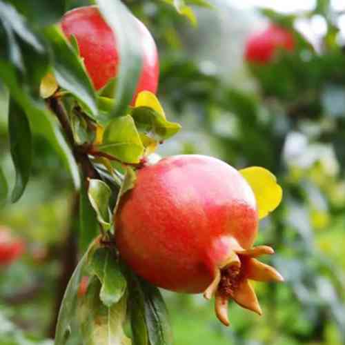 Саженцы граната Нана - 1-летний Черновцы