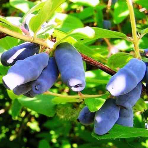 Саженцы жимолости Михримах (черенкованный) - 3-летний Черновцы