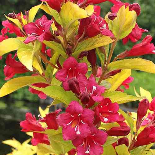 Саджанці вейгели Олімпіада (черенкований) - 1-річний Чернівці