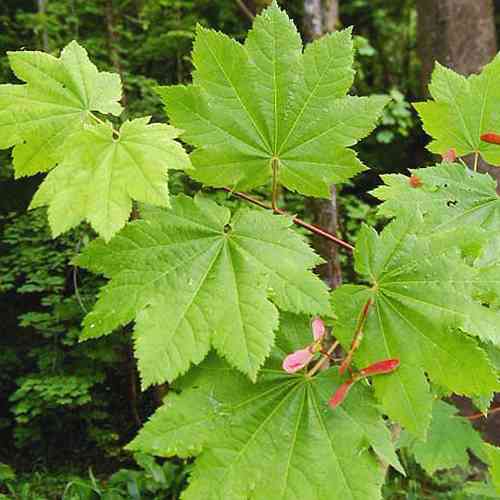 Саженцы клена Завитой (привитый) - 2-летний Черновцы