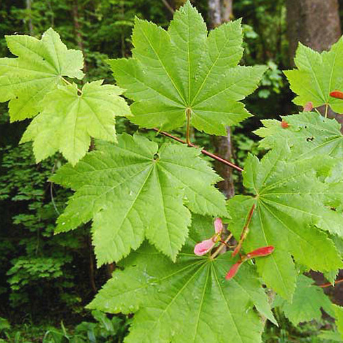 Саженцы клена Завитой (привитый) - 2-летний Черновцы - изображение 1