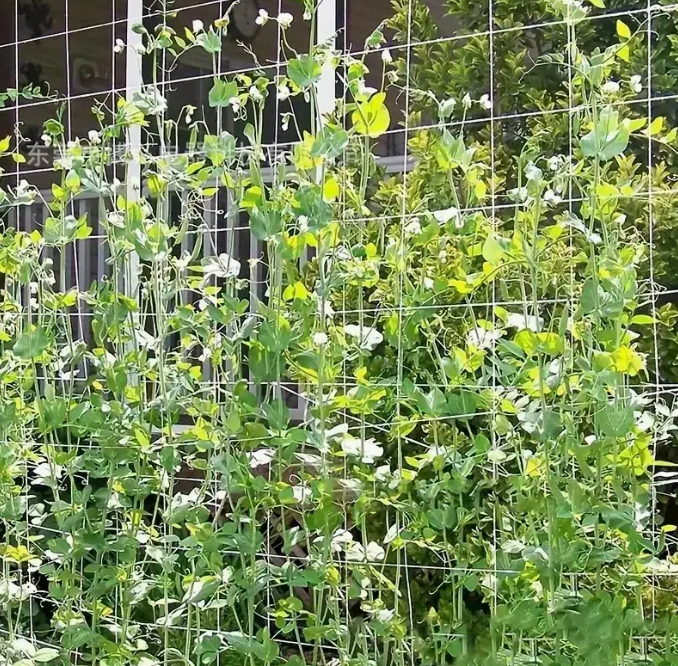 Сетка шпалерная 12,5*12,5 1*500 метров (белая) цветочная сетка Днепр - изображение 7