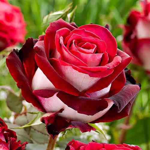 Саджанці троянд Осирія (привитий) - 2-річний Чернівці