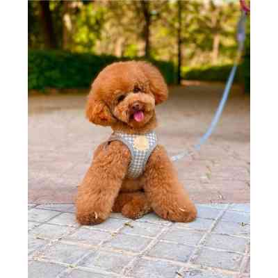 Шлея для собак Chloe's Home Berlin сіра S (CLH5767) Вінниця