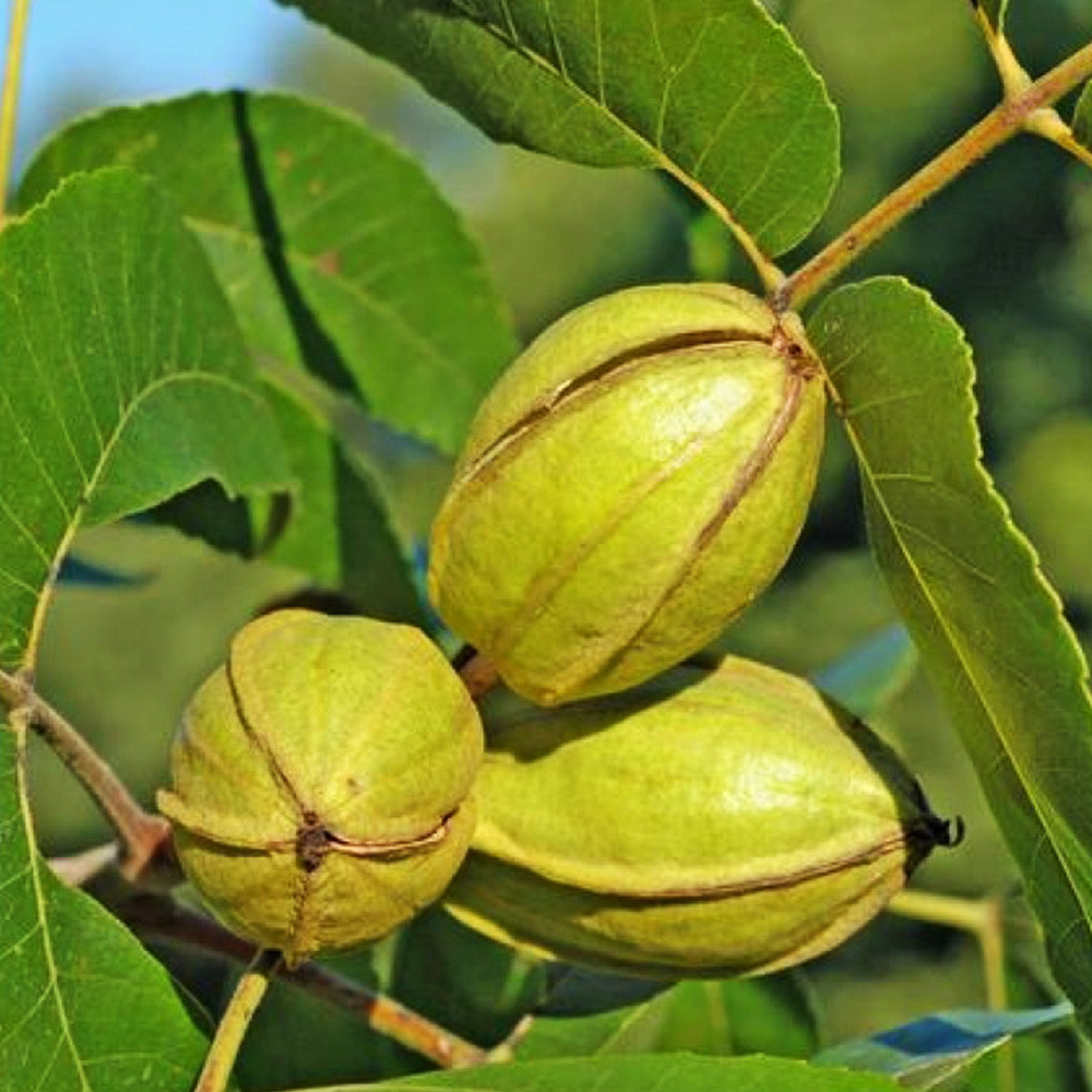 Саджанці пекана Indiana (Індіана) - 3-річний Чернівці - фото 2