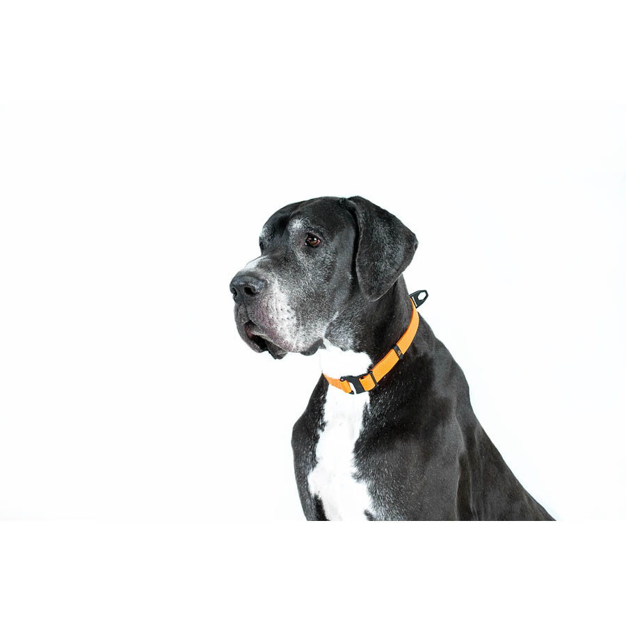 Нашийник EVOLUTOR, регульований, універсальний розмір (ширина 25мм, довжина 25-70 см) помаранче Коломыя - изображение 4