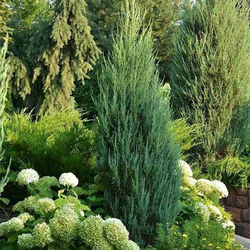 Саженцы можжевельника Моффат Голубой (черенкованный) - 3-летний Черновцы - изображение 1